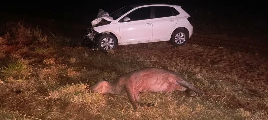 Imagem de compartilhamento para o artigo Carro bate em anta na BR-060 entre Paraíso das Águas e Camapuã; Animal não resiste da MS Todo dia